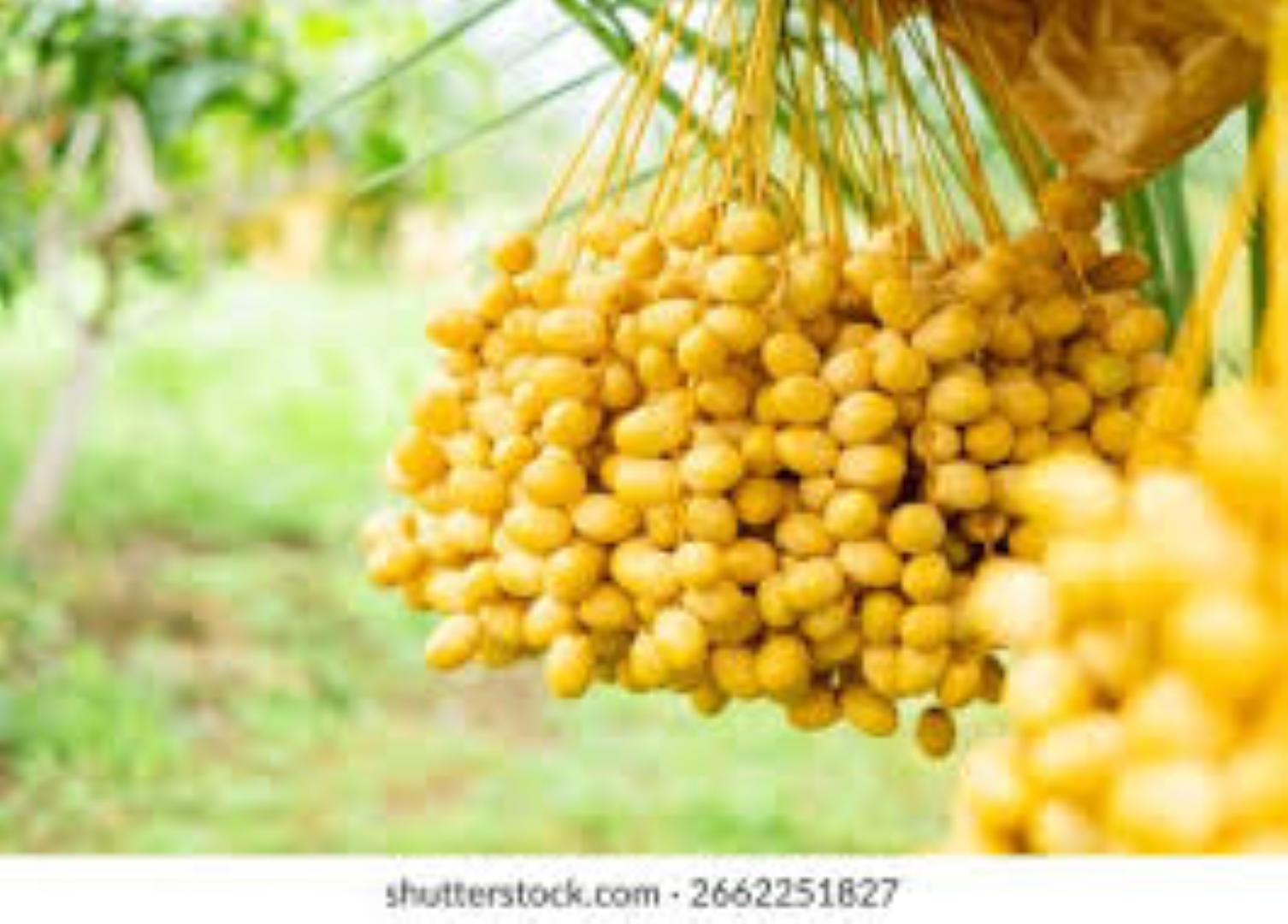 FRESH YELLOW DATES